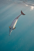 http://www.tropicallight.com/water/dolphins/28nov18dolphins/28nov18dolphins.html
