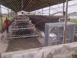 poultry simple pen farm business structure broiler plans layout chicken building coop construction floor