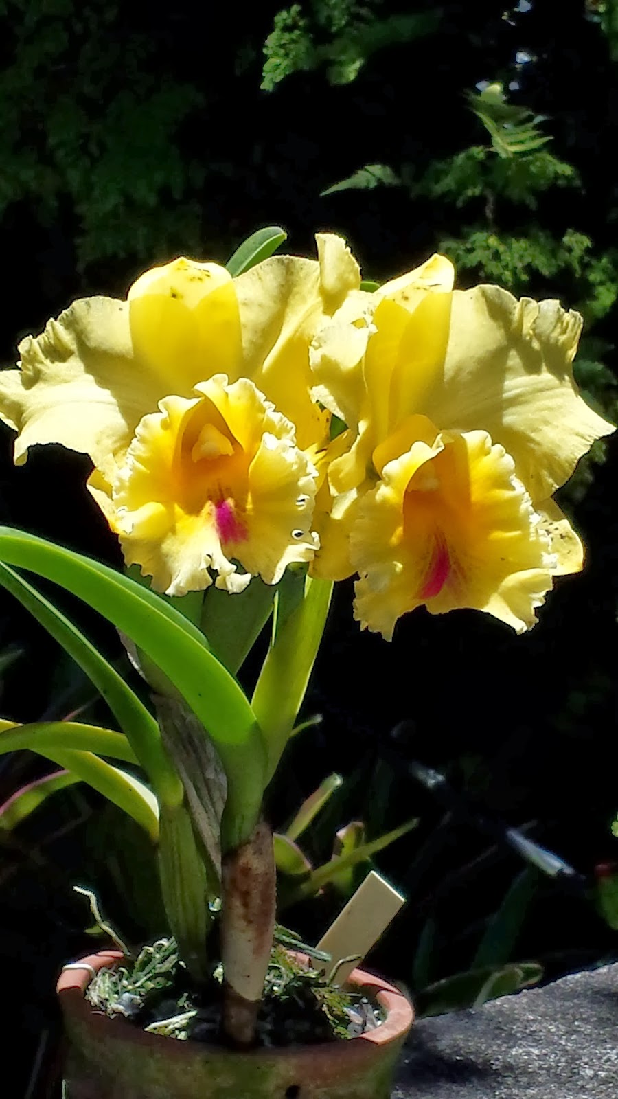 ORQUIDARIO RECREIO : Cultivo de Orquideas e Cattleya Hibrida amarela