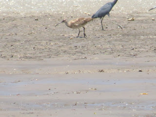 Whimbrel and Little Blue Heron