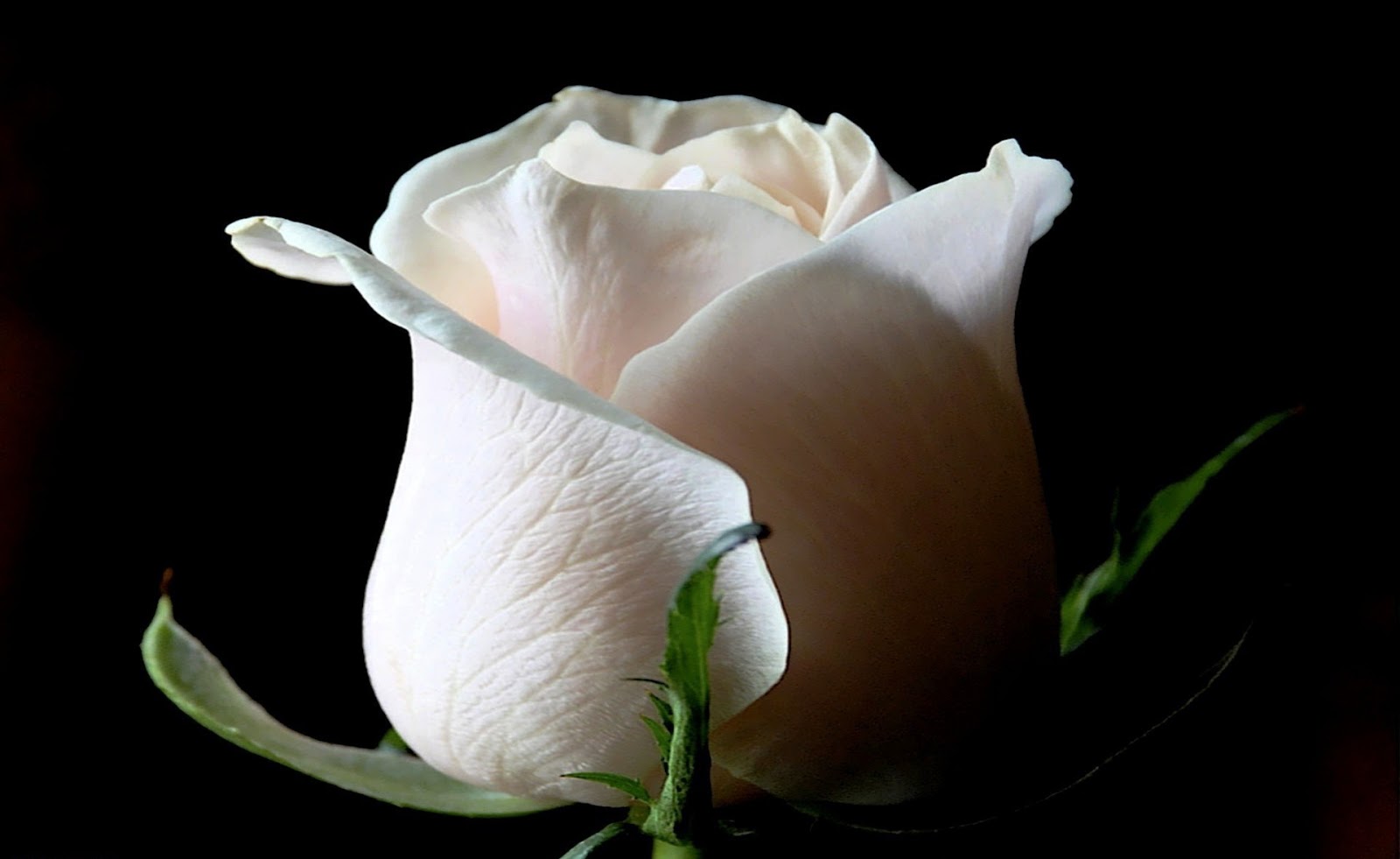 Koleksi Gambar Bunga Mawar Terindah Yang Belum Ada Ketahui