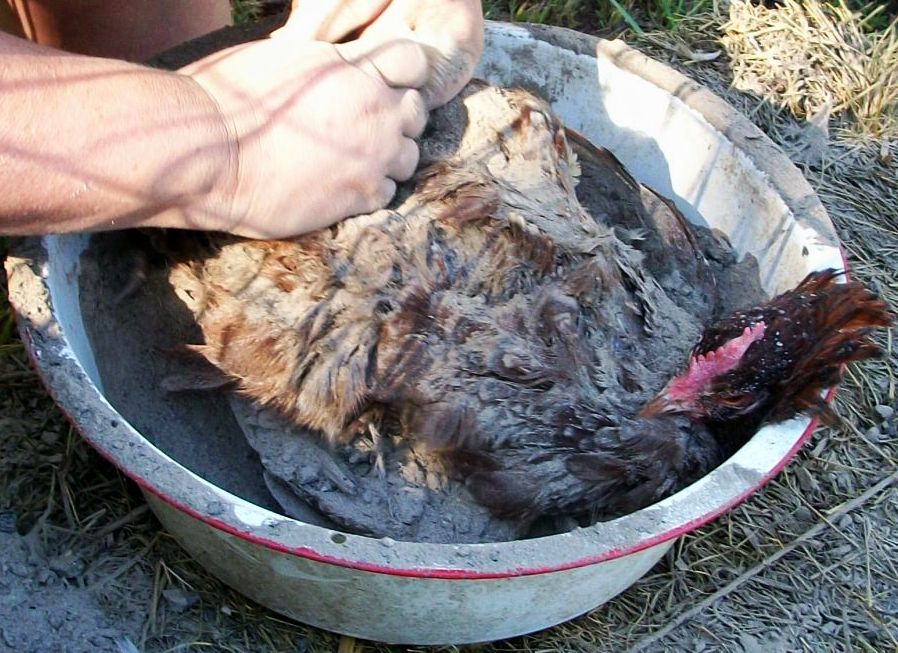 Natural Chicken Keeping: Natural Way to Rid Chickens of 