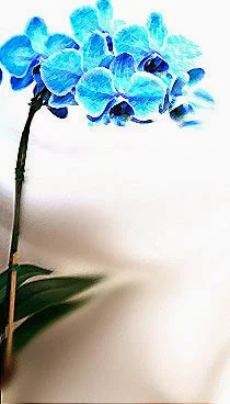 Orquidea azul, não seja enganada