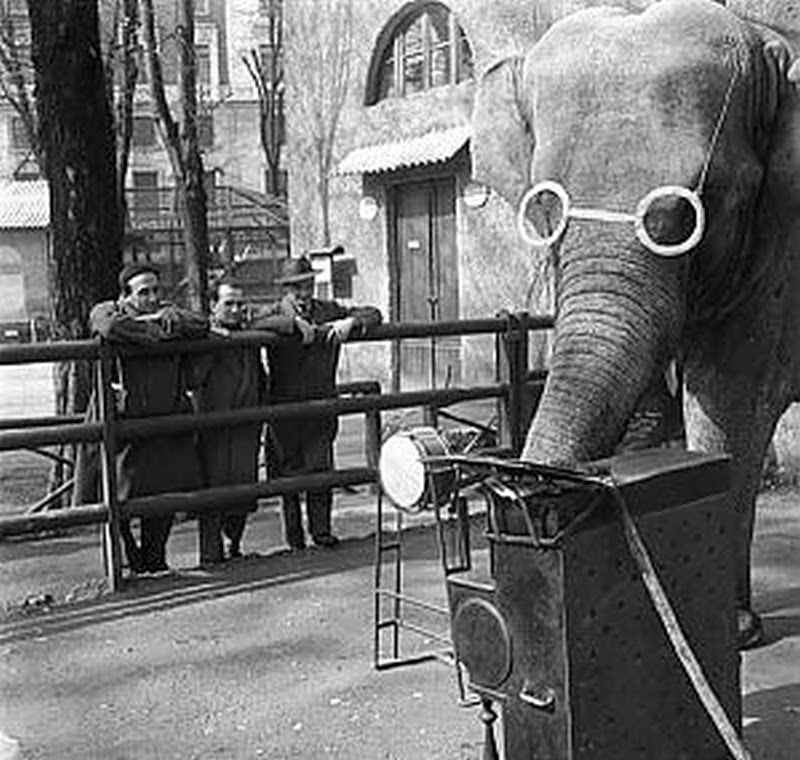 Picture of elephant