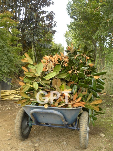 マグノリアのリース