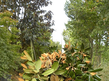 √100以上 タイサンボク リトル ジェム ブログ 332623-タイサンボク リトル ジェム ブログ