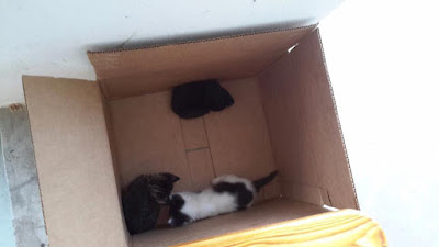 3 Kittens In Box 3 Kittens In Box