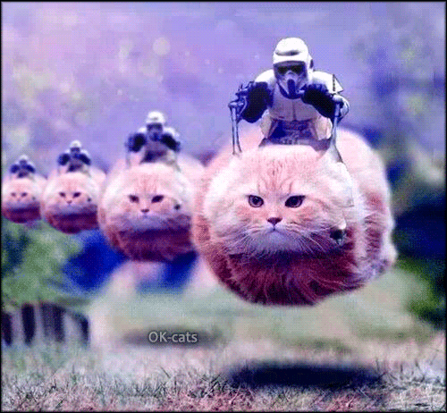 Art Cat GIF • Star Wars hover Cat floating in the space. OMG they are legion! Art Cat GIF • Star Wars hover Cat floating in the space. OMG they are legion!