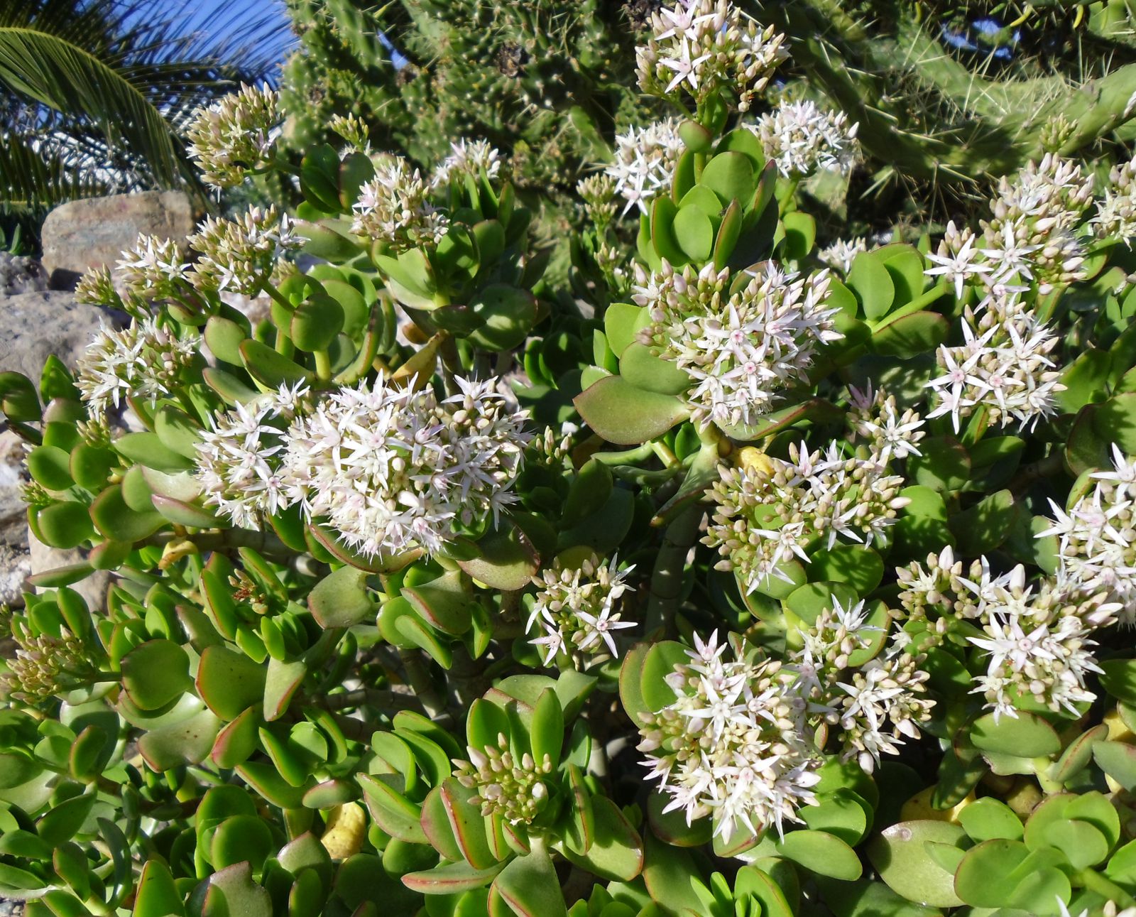 Will's Eats Jade plant flowers