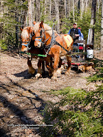 Sap gathering the old fashion way with horse drawn sled and buckets, Stonewall Farm Keene New hampshire