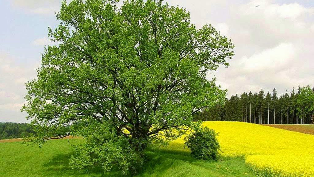 papoinverso O Grão de Mostarda