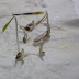Best and Easiest Method to Germinate Seed