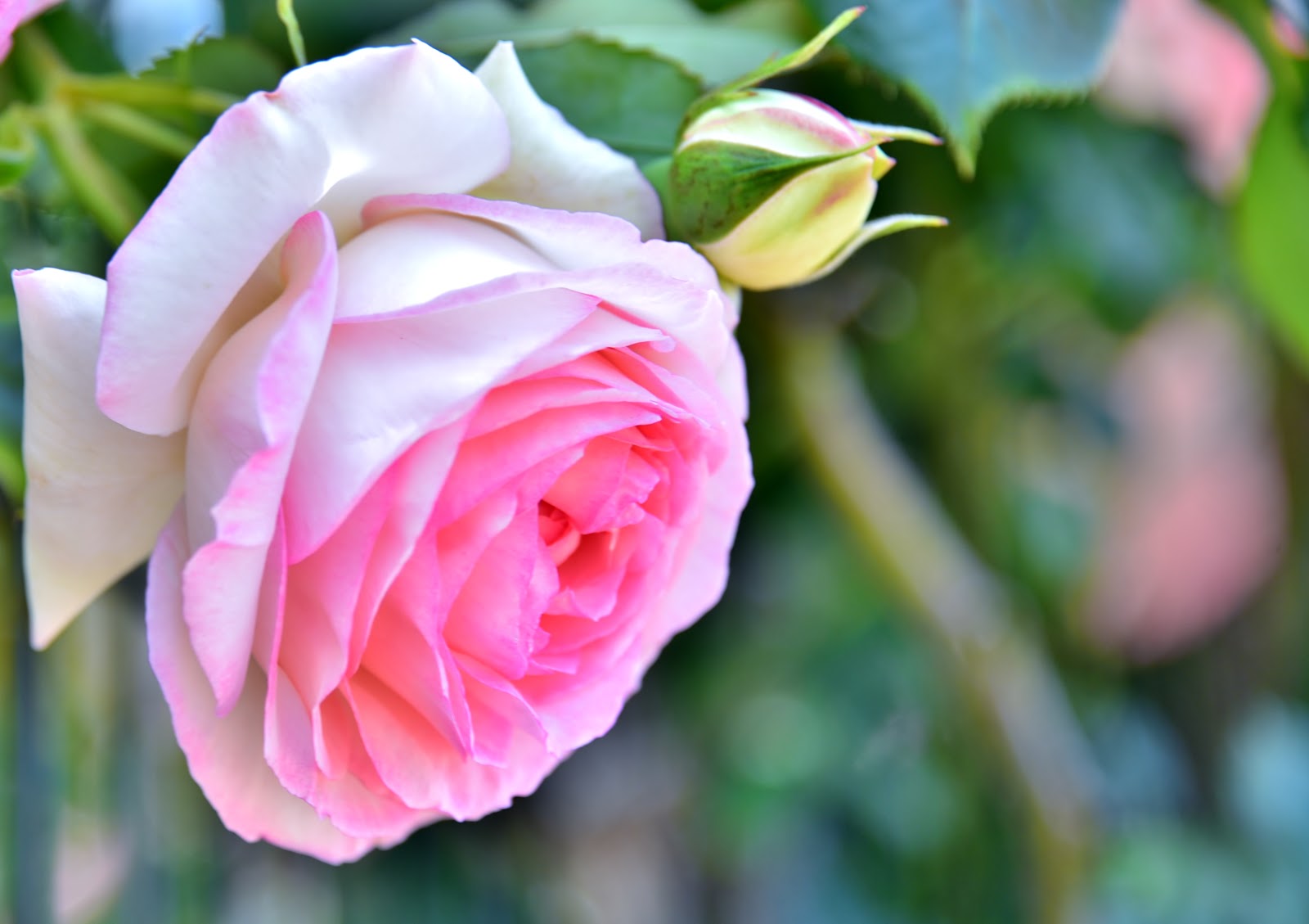 和の花だより 薔薇 19 北九州総合農事センター その３