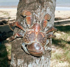 Paranormal And Strange World: Coconut Crab\Coconut Crabs\Crab Coconut ...