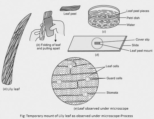To Prepare A Temporary Mount Of A Leaf Peel To Show Stomata Lab Work