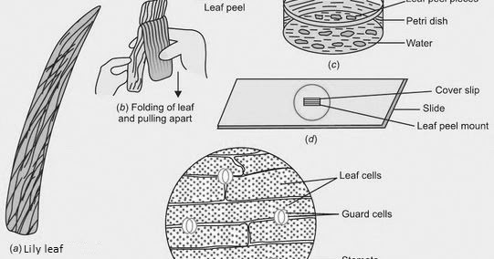 To Prepare A Temporary Mount Of A Leaf Peel To Show - Auto Electrical Wiring Diagram