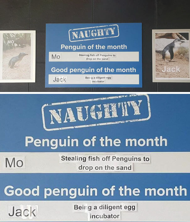 This Aquarium Announced The Naughtiest Penguin Of The Month, And The 'Offenses' Are Hilarious This Aquarium Announced The Naughtiest Penguin Of The Month, And The 'Offenses' Are Hilarious