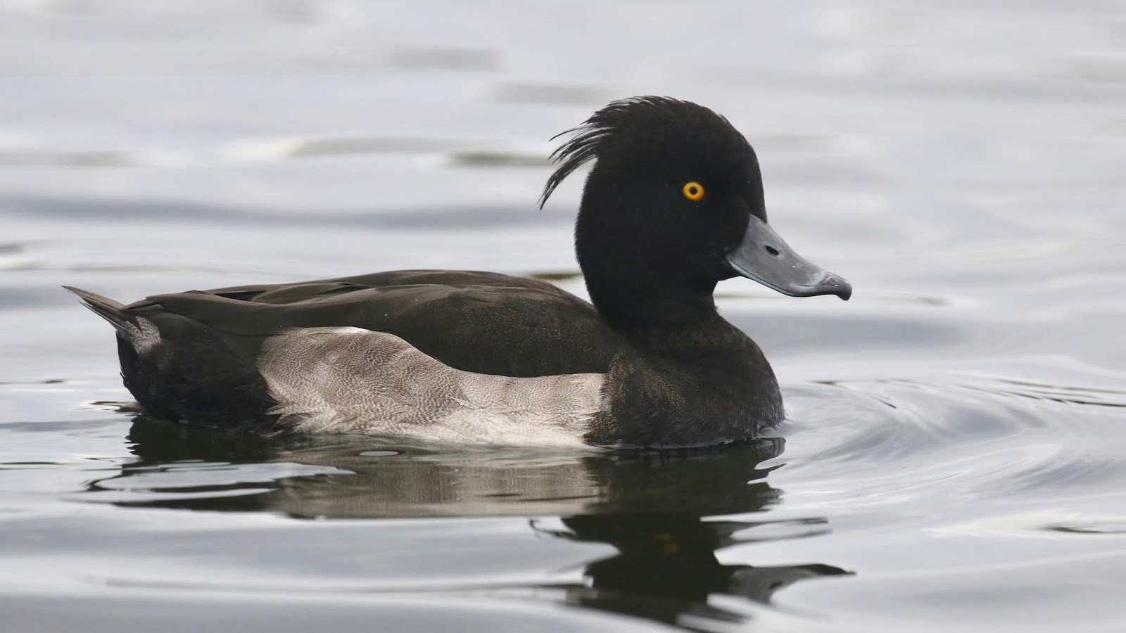 Birding with Buckley Tufted Ducks in Newfoundland