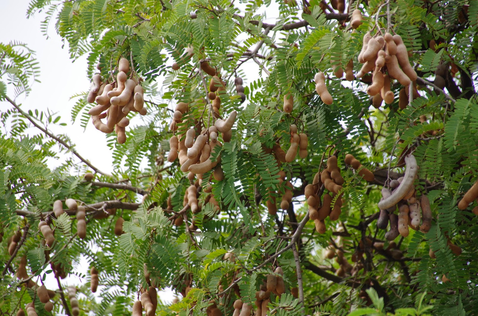 Trees and Plants: Tamarind Tree
