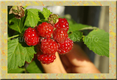 boysenberries Nutritional 