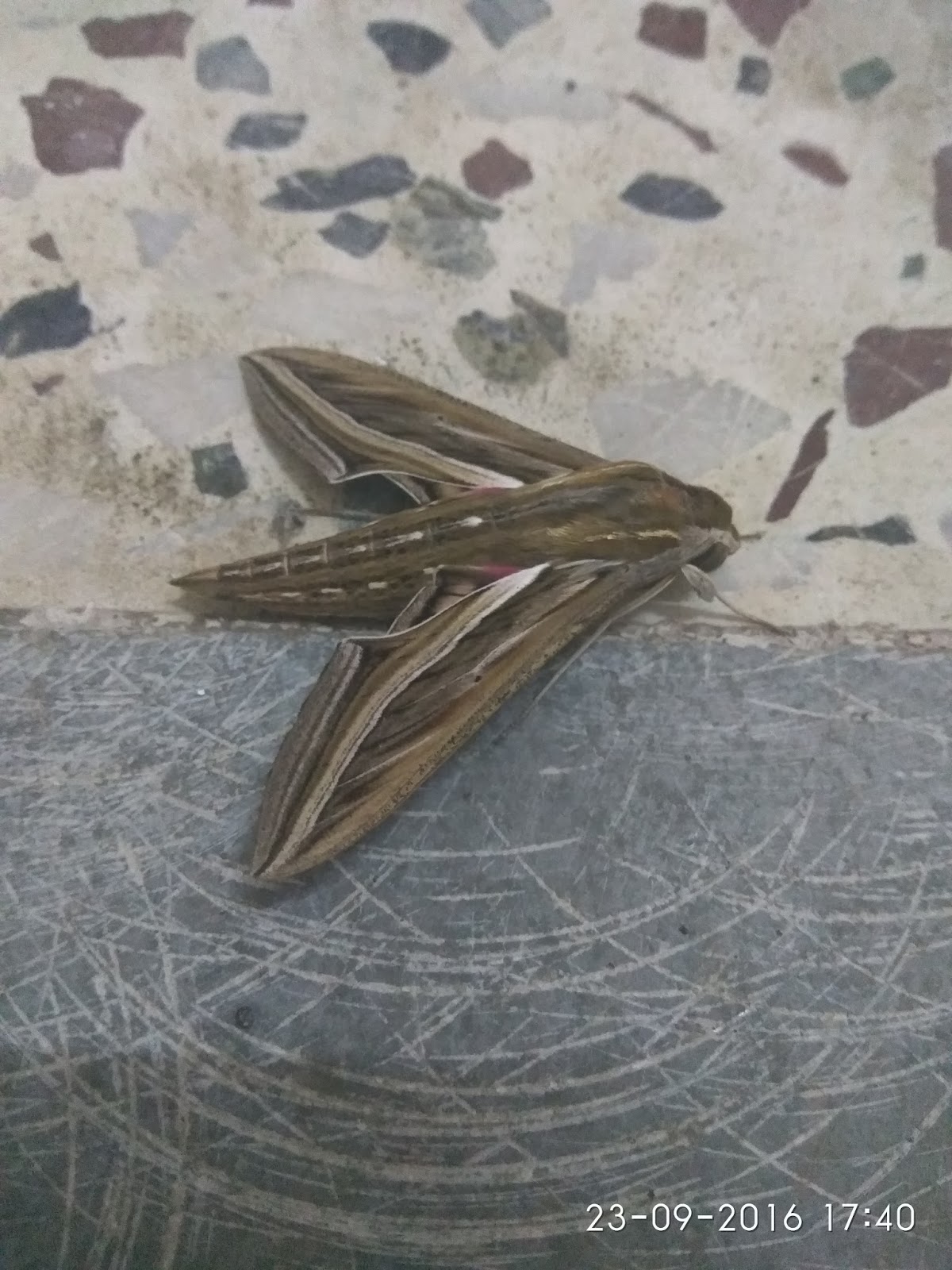 Sports, Money and Lifestyle Moth in Marathi meaning Patang