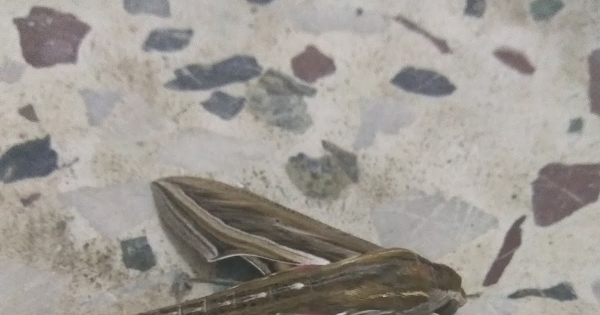 Sports, Money and Lifestyle Moth in Marathi meaning Patang