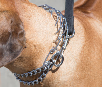 Metal prong Dog collar abuse