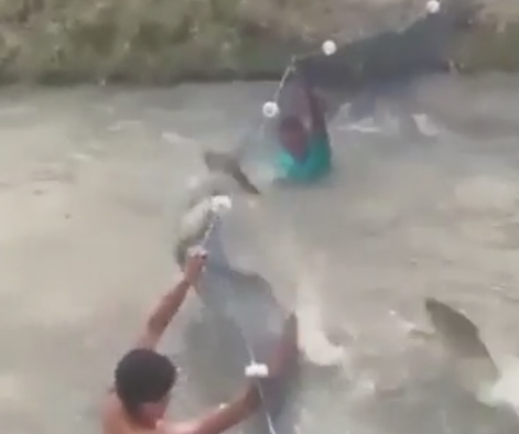 Ασυνήθιστο ψάρεμα στη Βραζιλία BINTEO