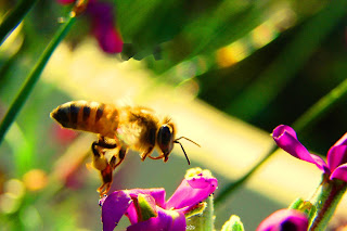 Biene, con ong, Bee, пчела, abeja, abeille, пчела, včela, Insekten, insekte, insektet, intsektuak, insekti, Насекоми, insekter, insects, Putukad, Hyönteiset, insectes, έντομα, serangga, feithidí, skordýr, insetti, ensèk