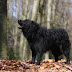 Σκύλοι με ωραίο μαύρο τρίχωμα!