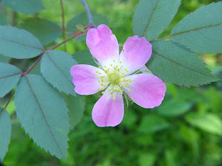 Rosier glauque - Églantier glauque - Églantier à feuilles rougeâtres - Rosier à feuilles rouges - Rosa glauca Rosier glauque - Églantier glauque - Églantier à feuilles rougeâtres - Rosier à feuilles rouges - Rosa glauca