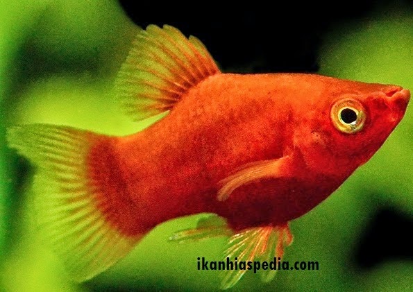 Si Ikan Tongkol: 5 Jenis Ikan Hias Air Tawar yang Mudah ...