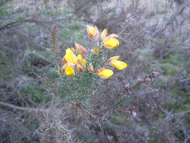 Life Between The Flowers Evergreen Winter Yellow Flowering Spiky
