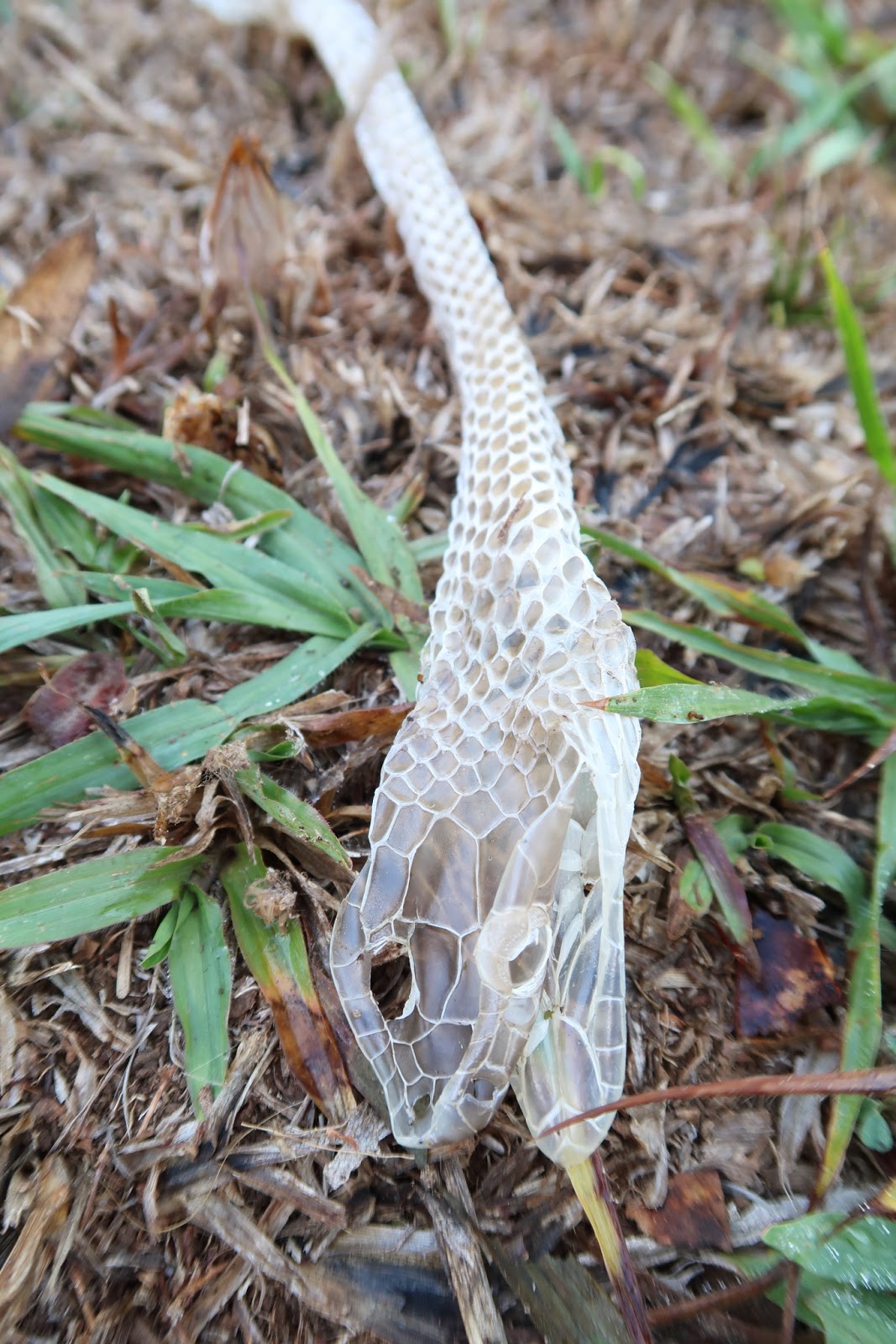 Snake Skin Find