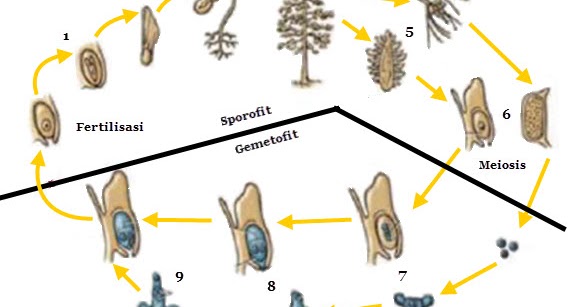 Reproduksi Tumbuhan Gymnospermae