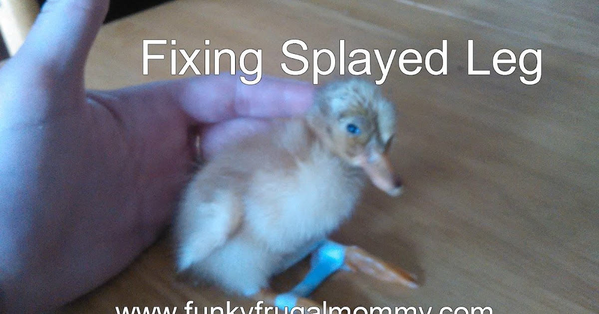 Funky Frugal Mommy Fixing Splayed Leg on a Duckling