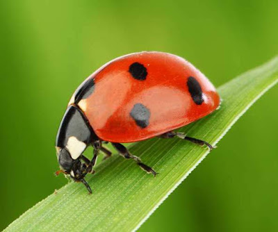 Animals That Start With L - Ladybug Animals That Start With L - Ladybug