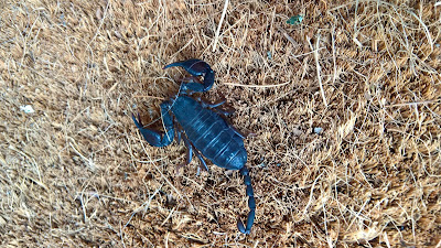 Dead scorpion we found on the welcome mat of the Chiesa di S. Antonio Abate di Vezio. These really can’t hurt you; a sting like a wasp we read….still wouldn’t want to meet up with it