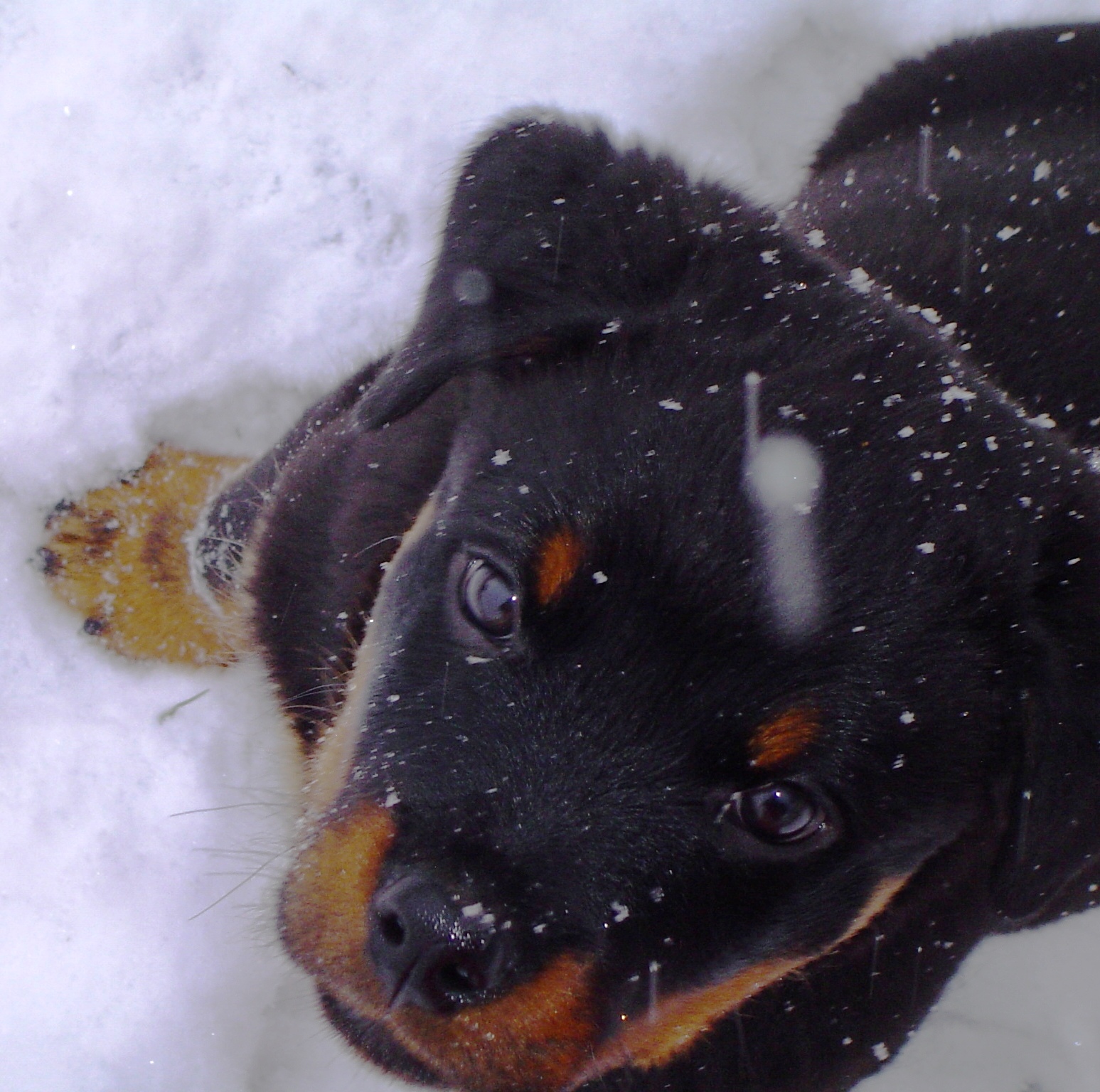 Der schwarze Hund November 2012