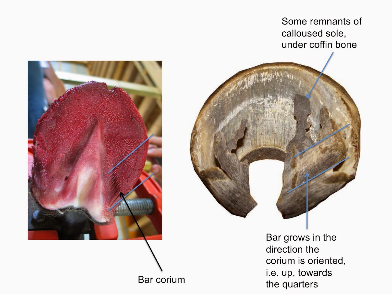 journey to better hooves the growth direction of bar