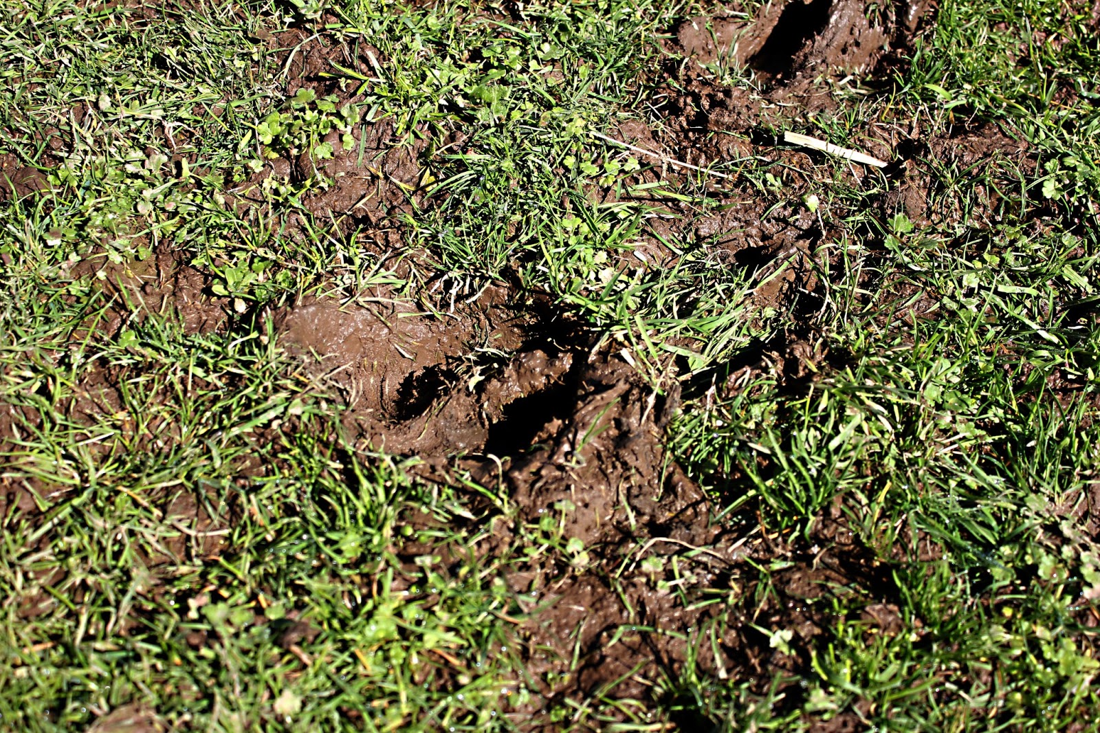 To Sing With Goats Watch For The Daffodils