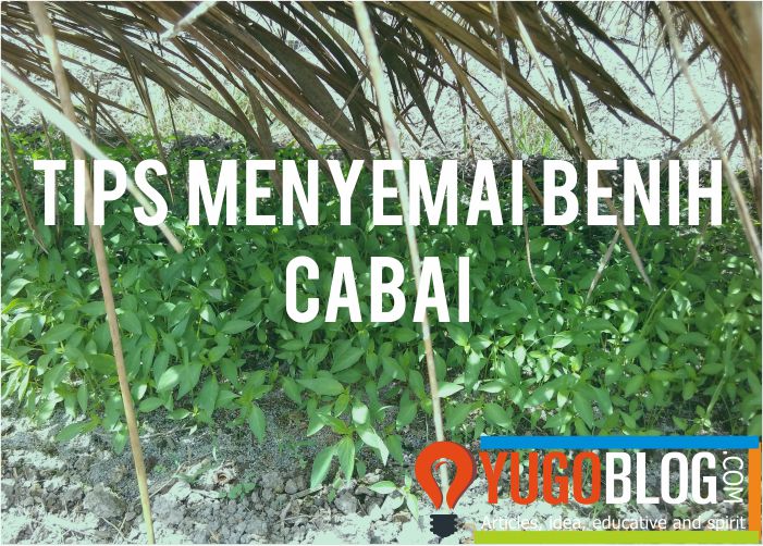 menyemai bibit cabai