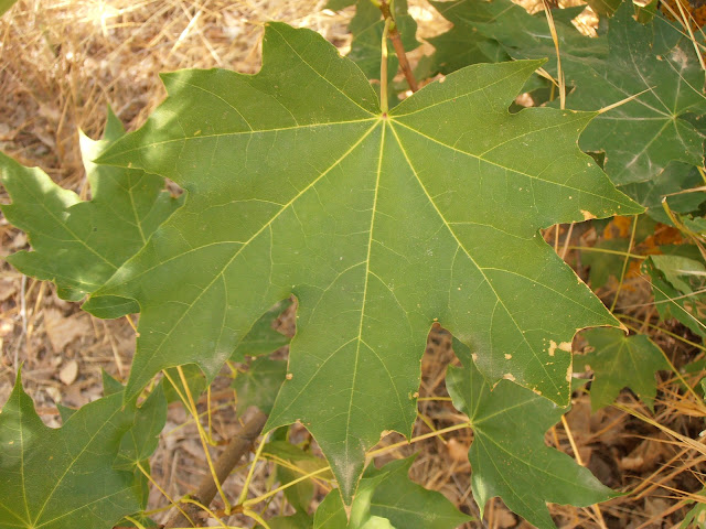 ARCE REAL: Acer platanoides