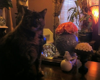 Penelope Cat with Flowers - Stein Your Florist Co. Penelope Cat with Flowers - Stein Your Florist Co.