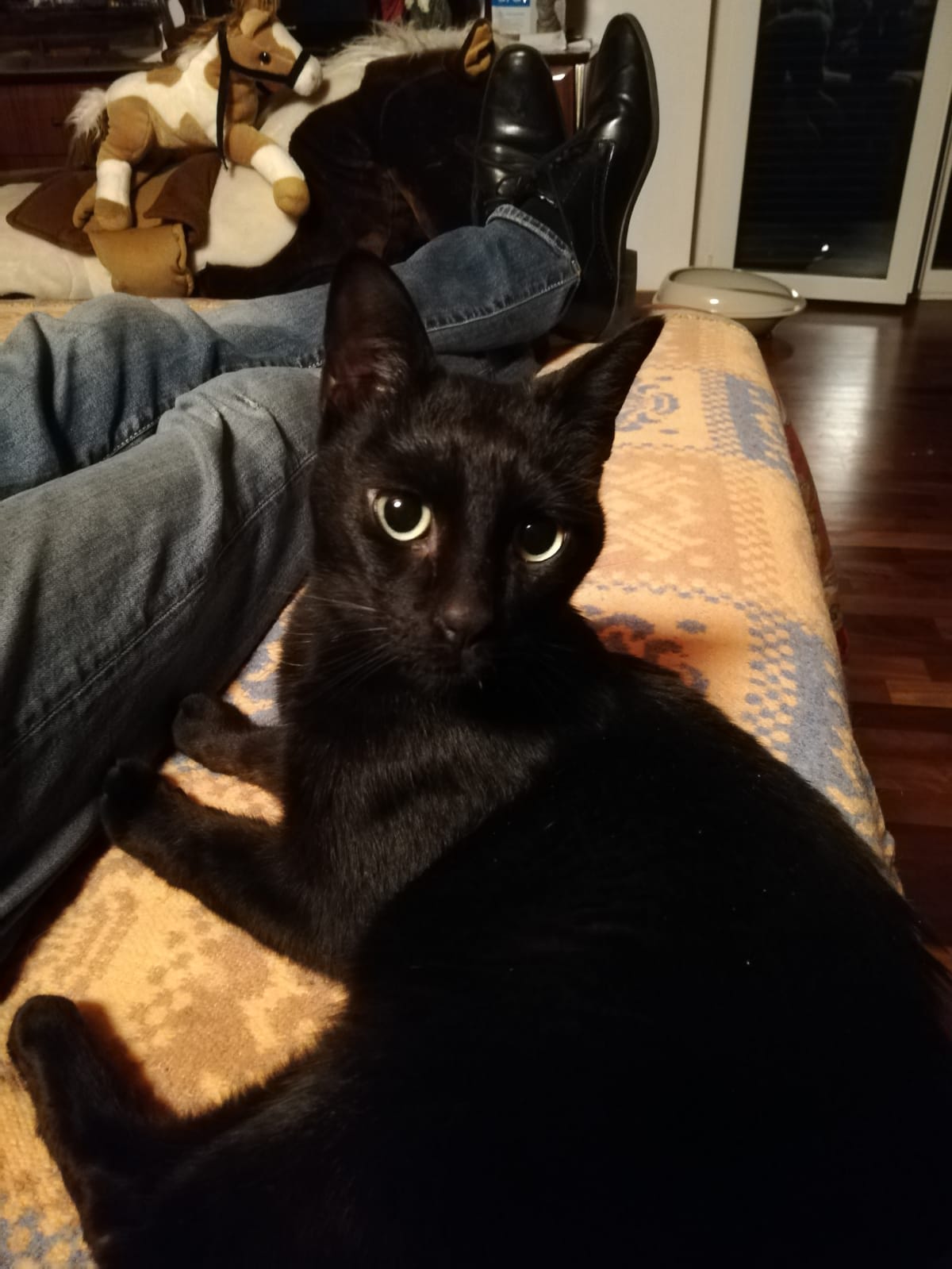 Adotta Un Amico Urgentissimomilanopablo Bellissimo