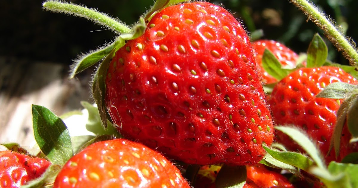 New Utah Gardener Harvesting Strawberries!