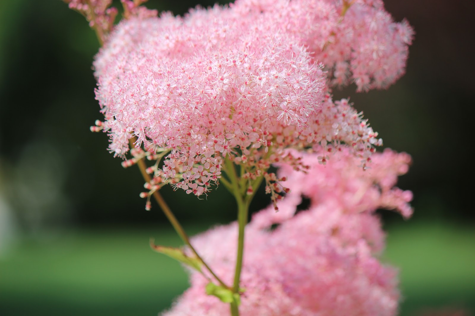 Cotton Candy Flower Video at Janis blog