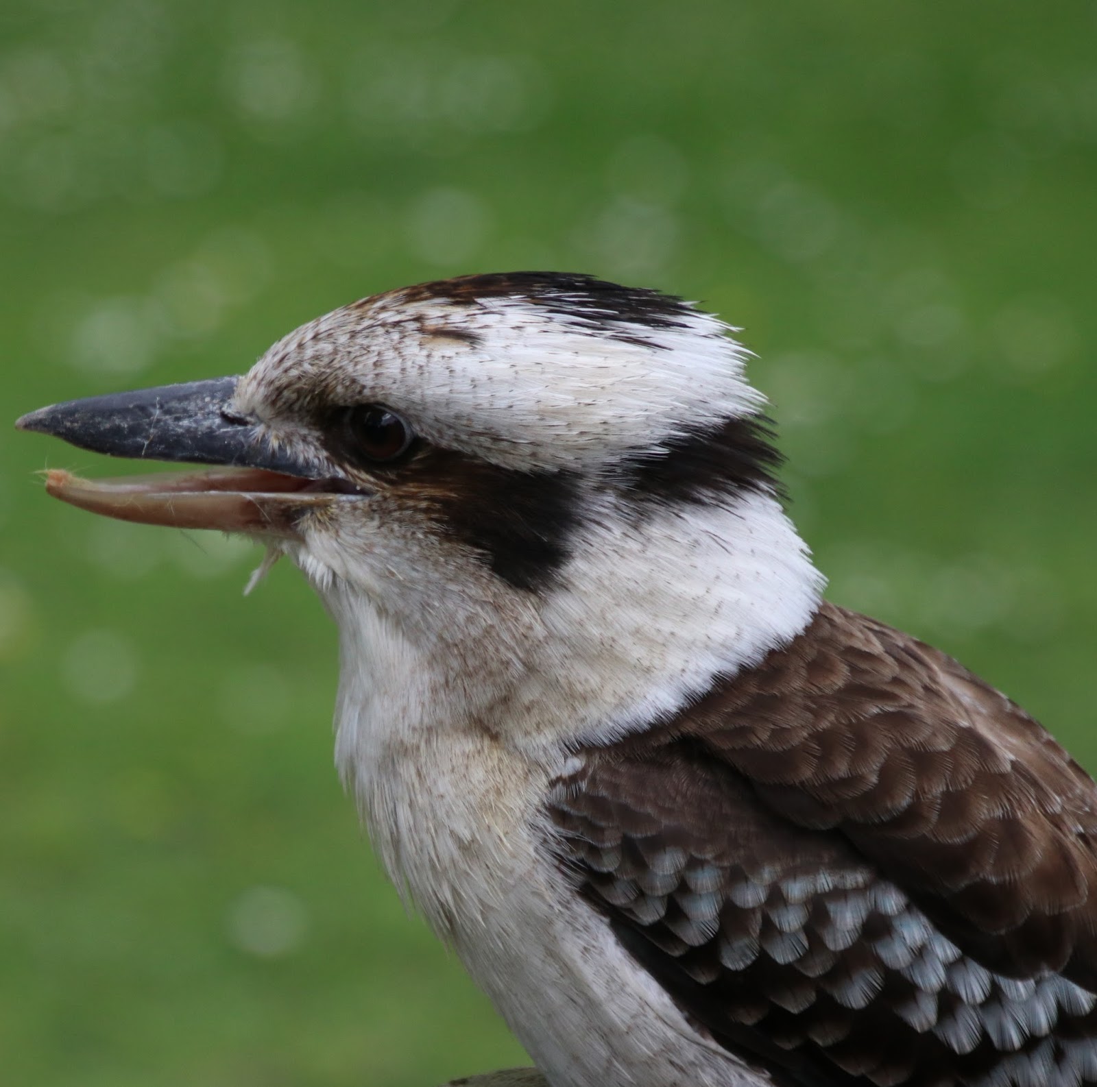 Picture of a laughing kookaburra bird. Picture of a laughing kookaburra bird.