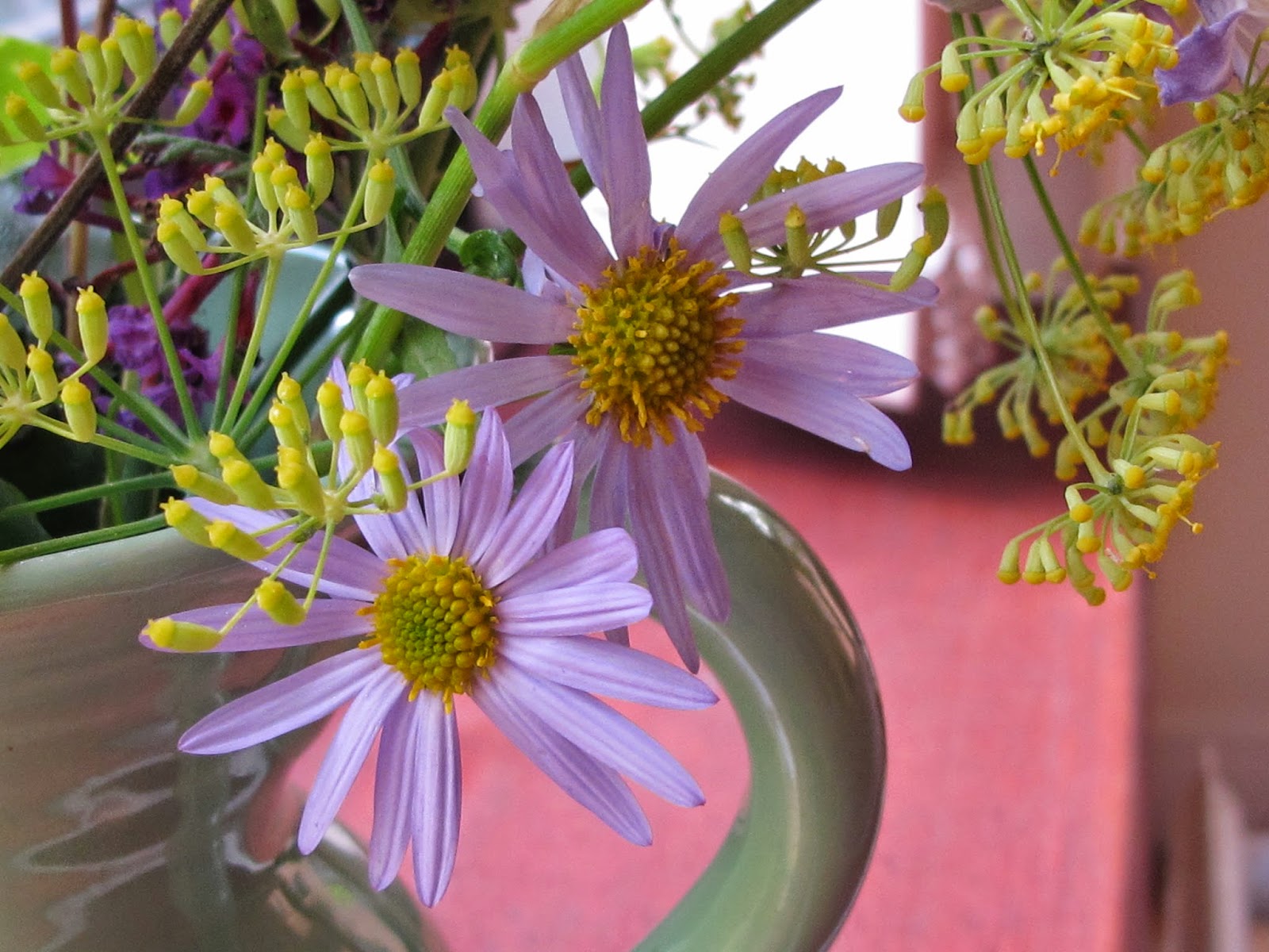 Kalimeris incisa 'Charlotte' with a fennel flowerhead