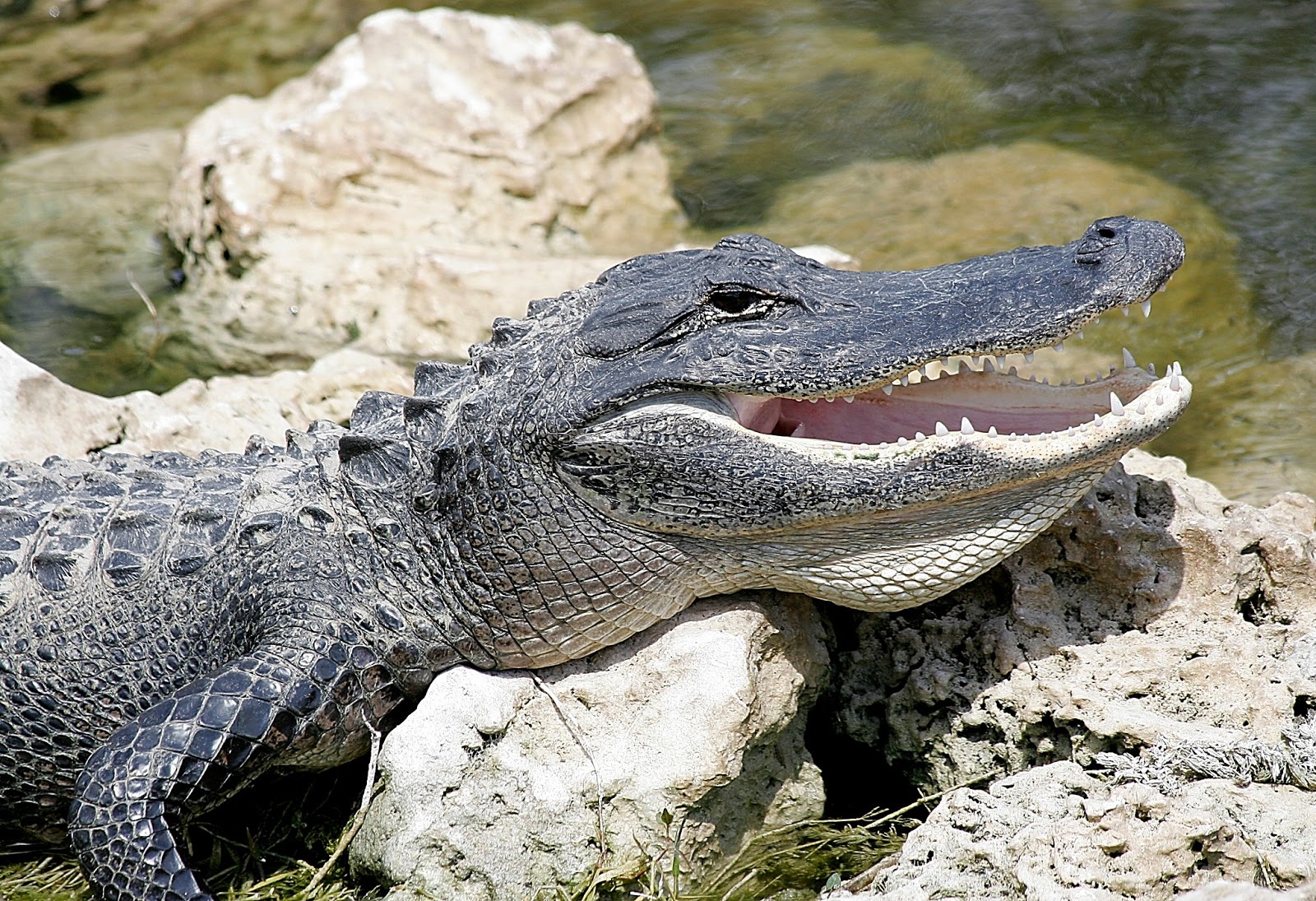 American Alligator New Lovely Hd Wallpapers 2013 | Beautiful And ...